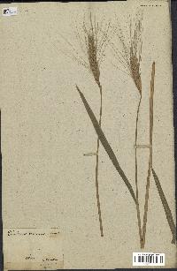 spécimen de Triticum monococcum