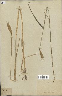 spécimen de Triticum vulgare