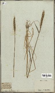 spécimen de Triticum vulgare