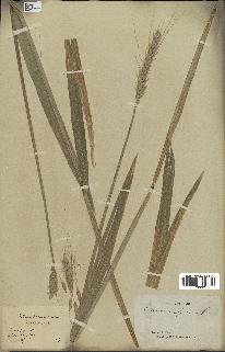 spécimen de Triticum vulgare