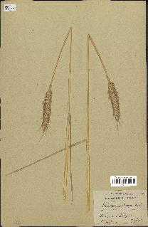 spécimen de Triticum vulgare