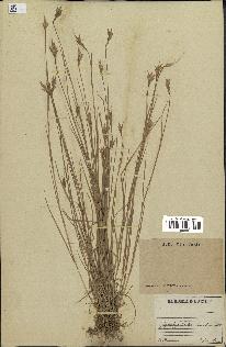 spécimen de Triticum vulgare