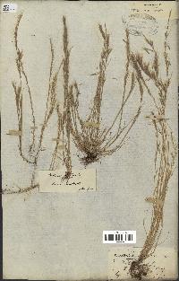 spécimen de Vulpia ciliata