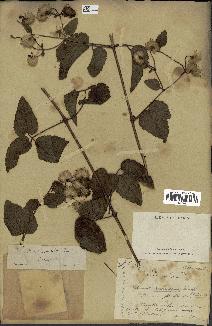 spécimen de Clematis mauritiana