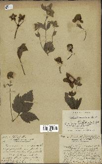 spécimen de Clematis mauritiana