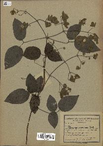 spécimen de Clematis mauritiana