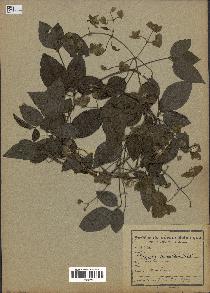 spécimen de Clematis mauritiana