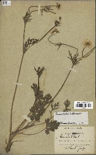 spécimen de Ranunculus bulbosus
