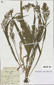 spécimen de Panicum miliaceum