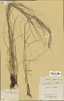 spécimen de Stipa lagascae