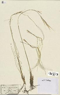 spécimen de Stipa pennata