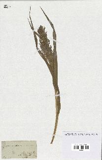 spécimen de Panicum miliaceum