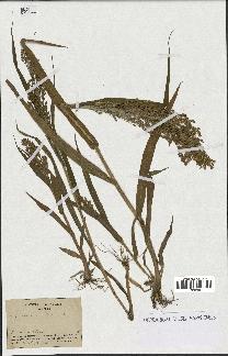 spécimen de Panicum miliaceum