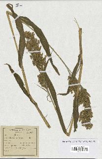 spécimen de Panicum miliaceum