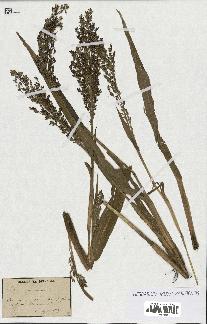 spécimen de Panicum miliaceum