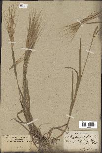 spécimen de Bromus rigidus
