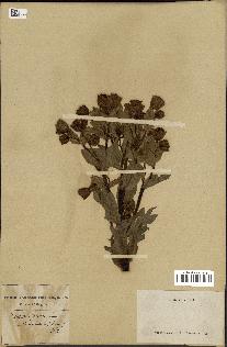 spécimen de Helleborus foetidus