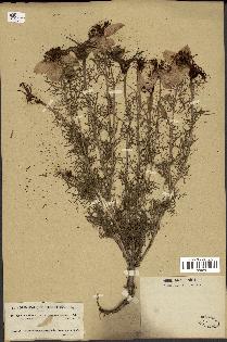 spécimen de Nigella hispanica