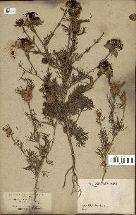 spécimen de Nigella hispanica