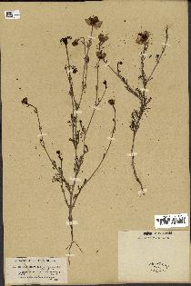 spécimen de Nigella hispanica