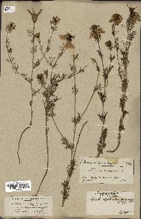 spécimen de Nigella hispanica
