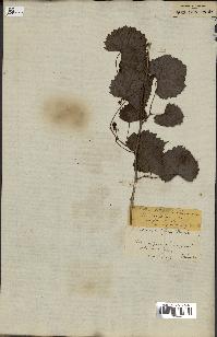 spécimen de Vitis rotundifolia