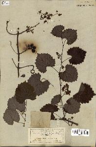 spécimen de Vitis rotundifolia