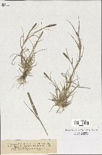 spécimen de Crypsis alopecuroides