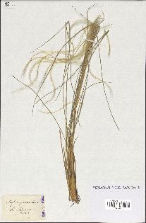 spécimen de Stipa pennata