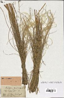 spécimen de Stipa pennata