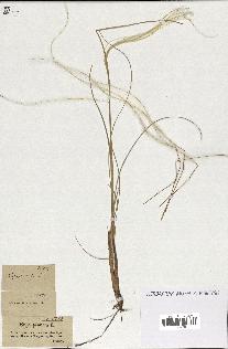 spécimen de Stipa pennata