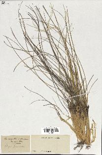 spécimen de Stipa pennata