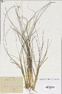 spécimen de Stipa pennata