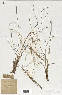 spécimen de Stipa pennata