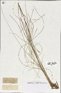 spécimen de Stipa pennata