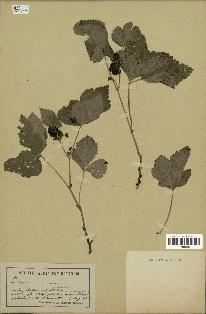 spécimen de Rubus sp.