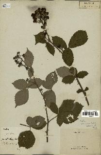 spécimen de Rubus rhamnifolius