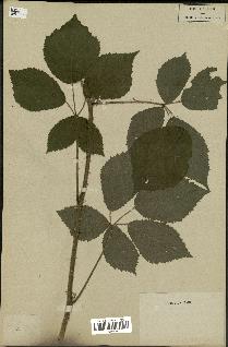 spécimen de Rubus sp.