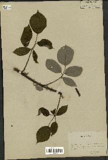 spécimen de Rubus sp.
