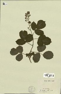 spécimen de Rubus sp.