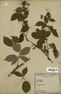 spécimen de Rubus sp.