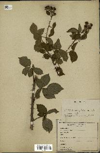 spécimen de Rubus sp.