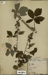 spécimen de Rubus sp.