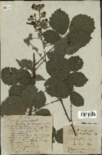 spécimen de Rubus sp.