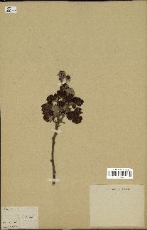 spécimen de Rubus sp.