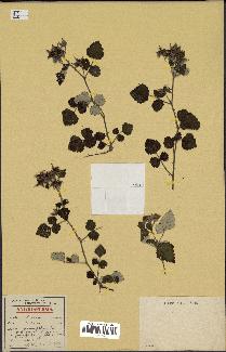 spécimen de Rubus sp.