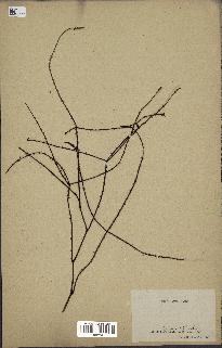 spécimen de Rubus sp.