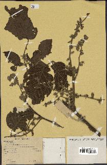 spécimen de Rubus sp.