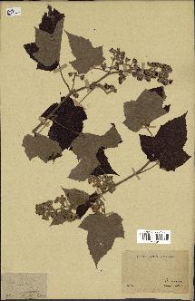 spécimen de Rubus sp.