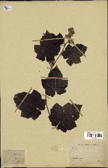 spécimen de Rubus sp.